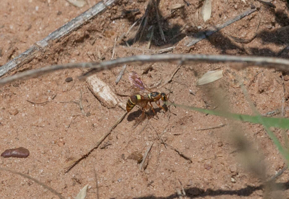 Image of Dolichodynerus tanynotus (Cameron 1909)