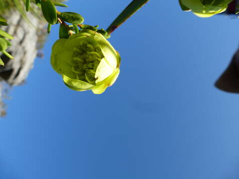 Image de Darwinia collina Gardn.