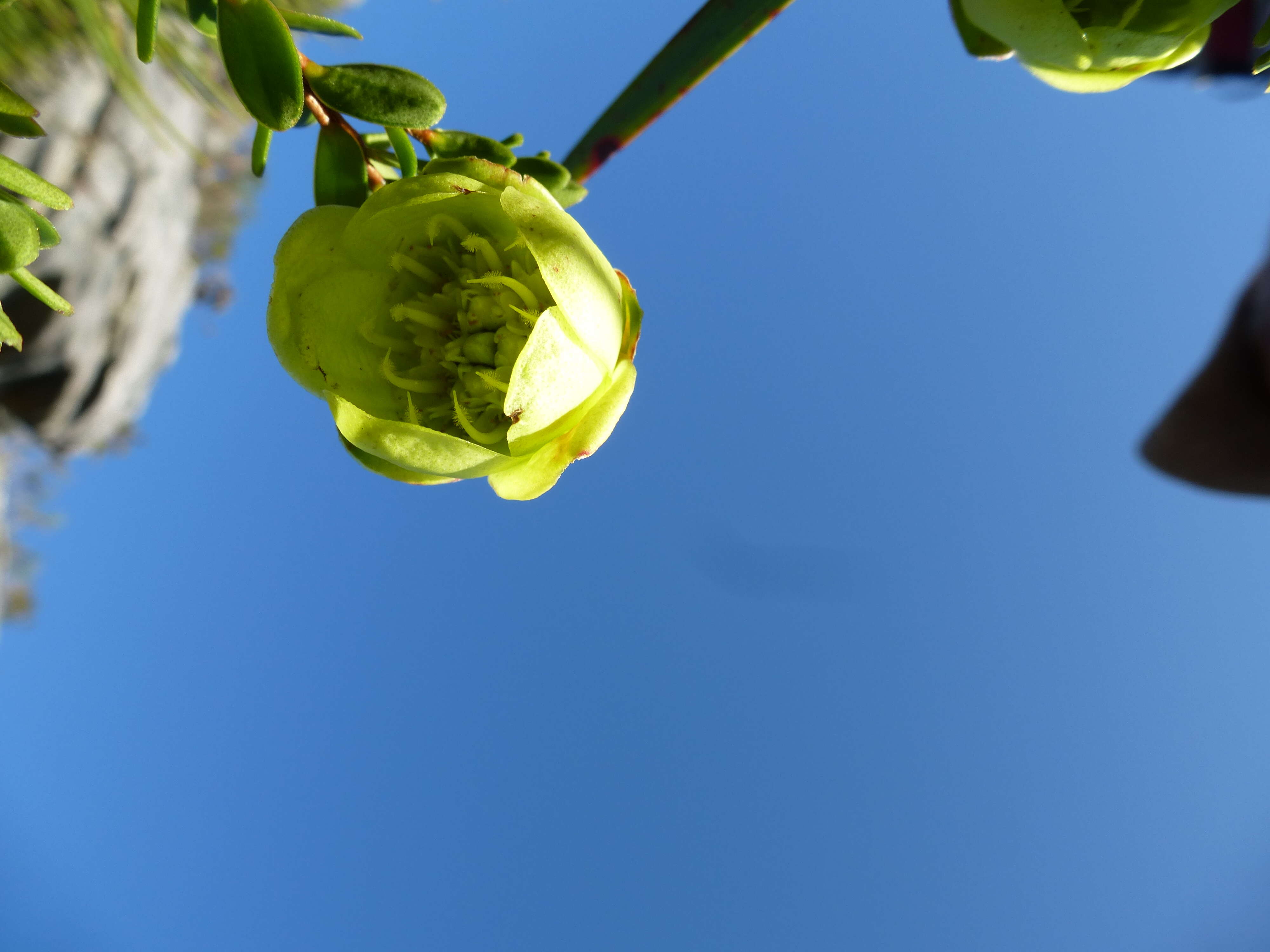 Image de Darwinia collina Gardn.