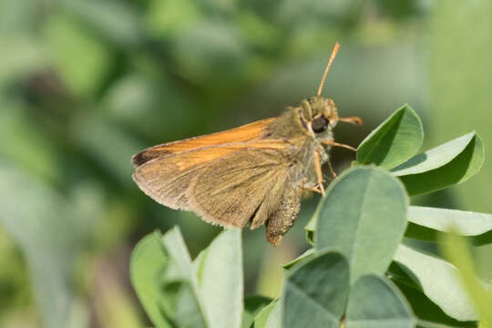 Image of Tawny-edged Skipper