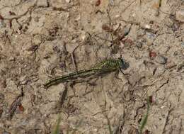 Image of Western Clubtail