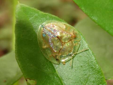 صورة Coptocycla (Psalidonota) contemta (Boheman 1855)