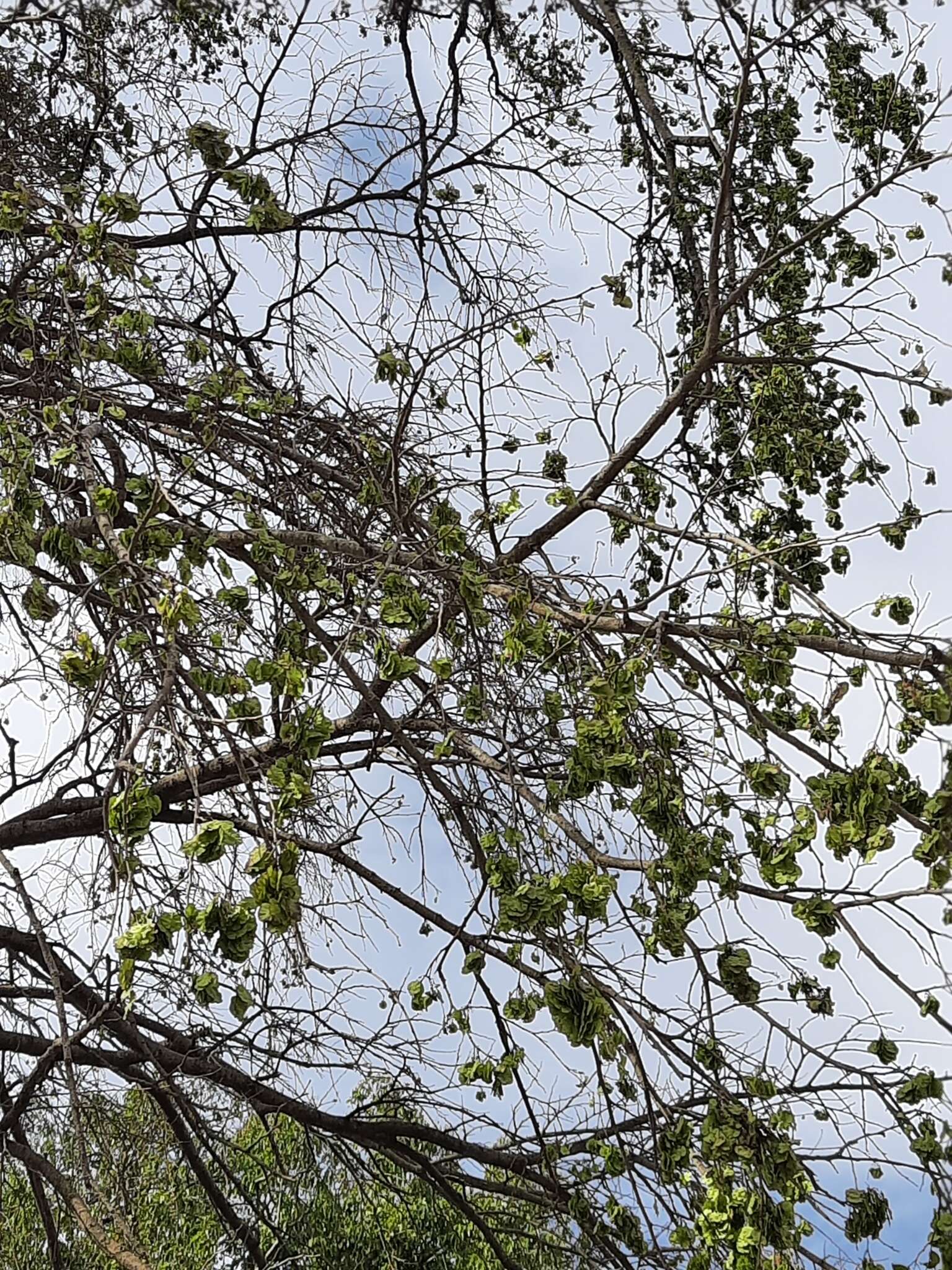 Image de Holoptelea integrifolia (Roxb.) Planch.