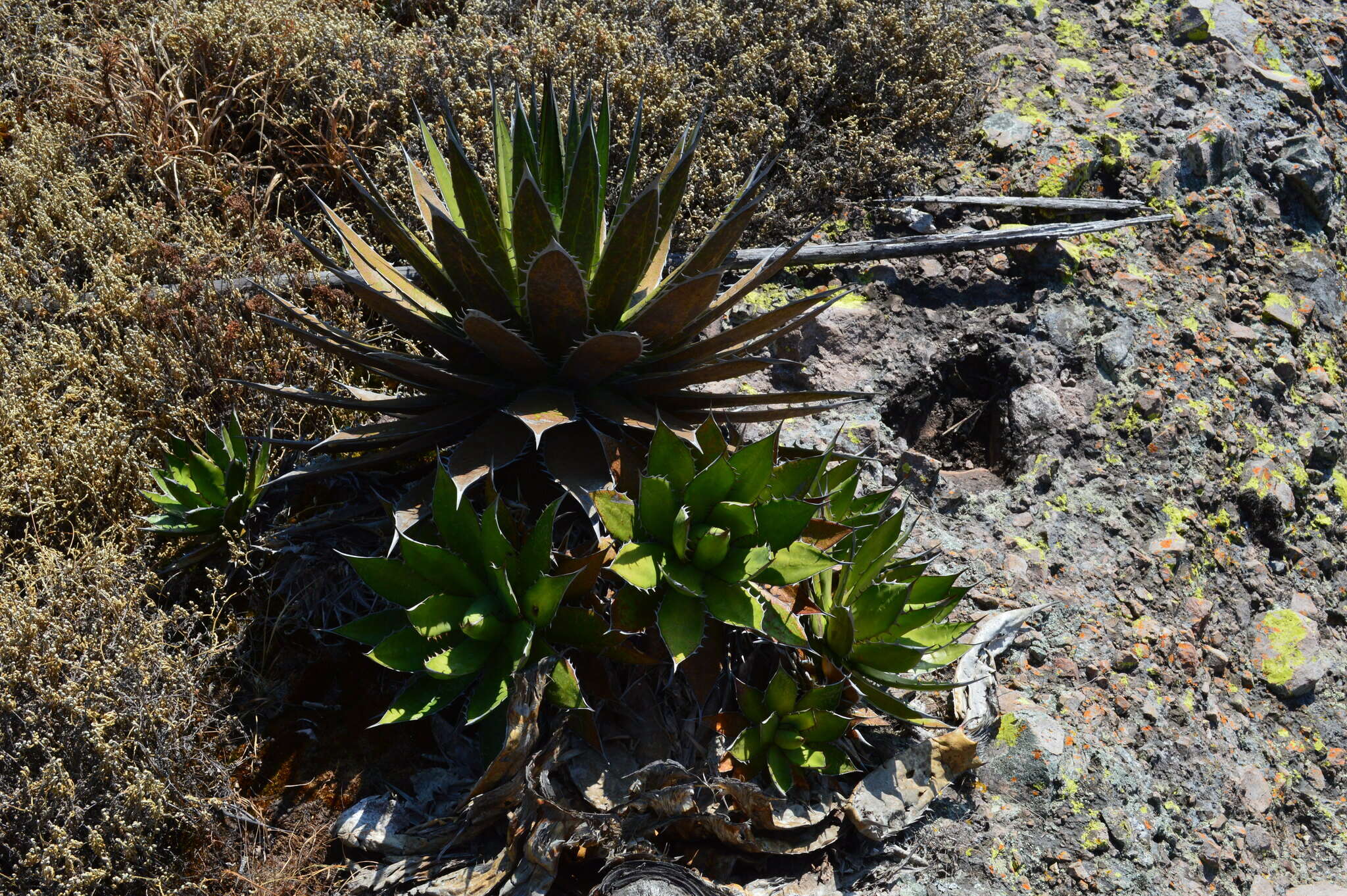 Agave horrida subsp. horrida resmi