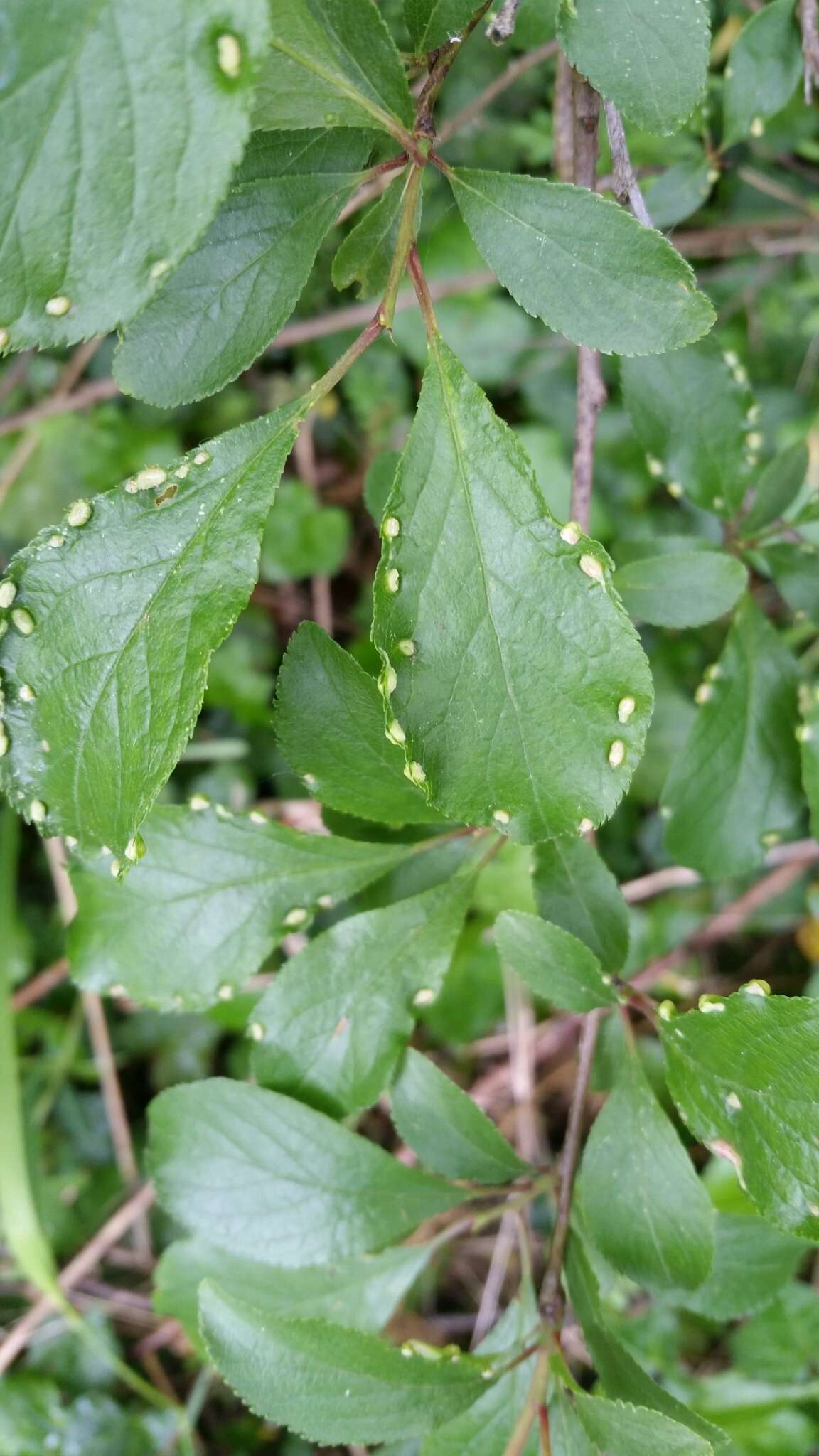 Plancia ëd <i>Eriophyes similis</i> (Nalepa 1890)