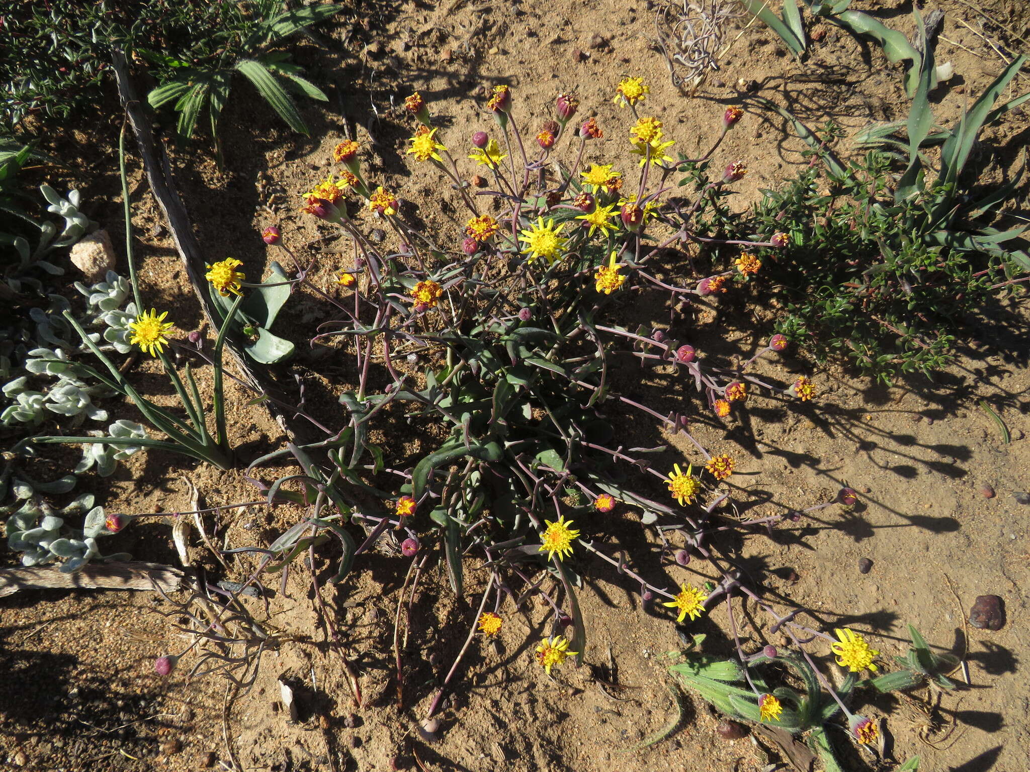 Image of Othonna perfoliata (L. fil.) Sch. Bip.