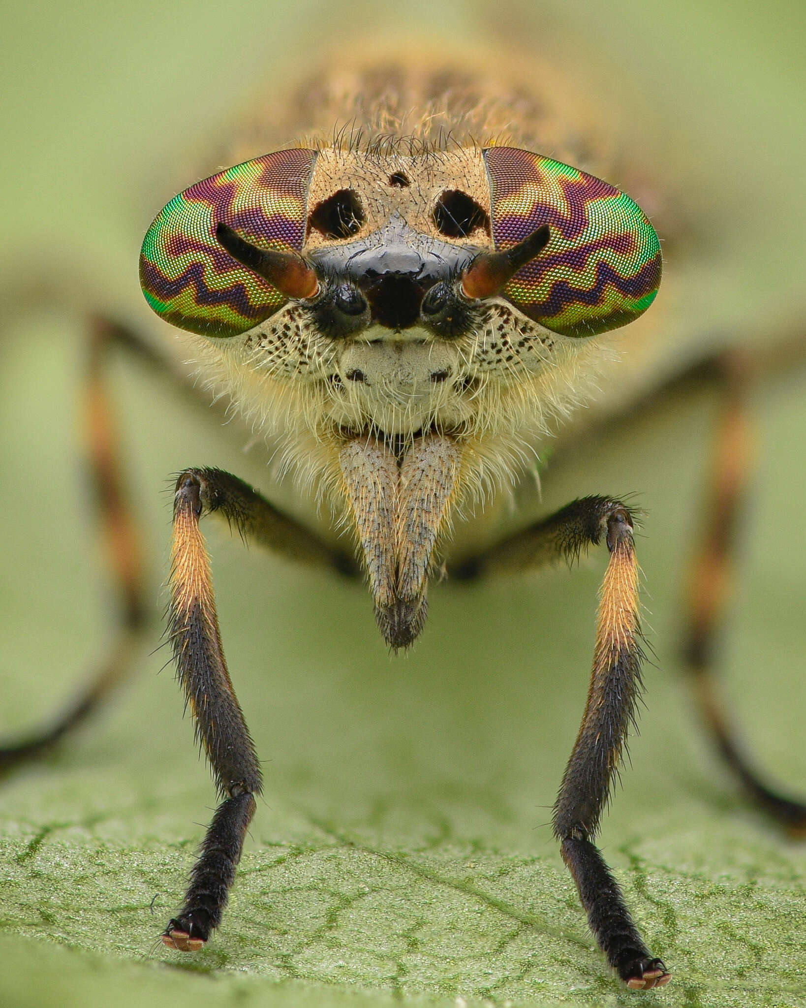 Image de Haematopota pluvialis (Linnaeus 1758)