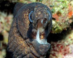 Image of Black cheek moray