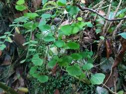 Image of Virgin Island passionflower