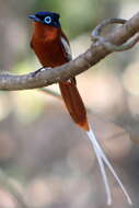 Image de Gobemouche paradis malgache