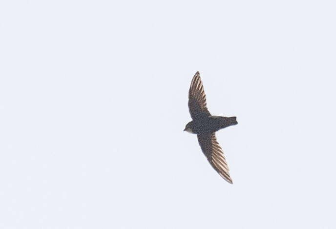 Image of Little Swift