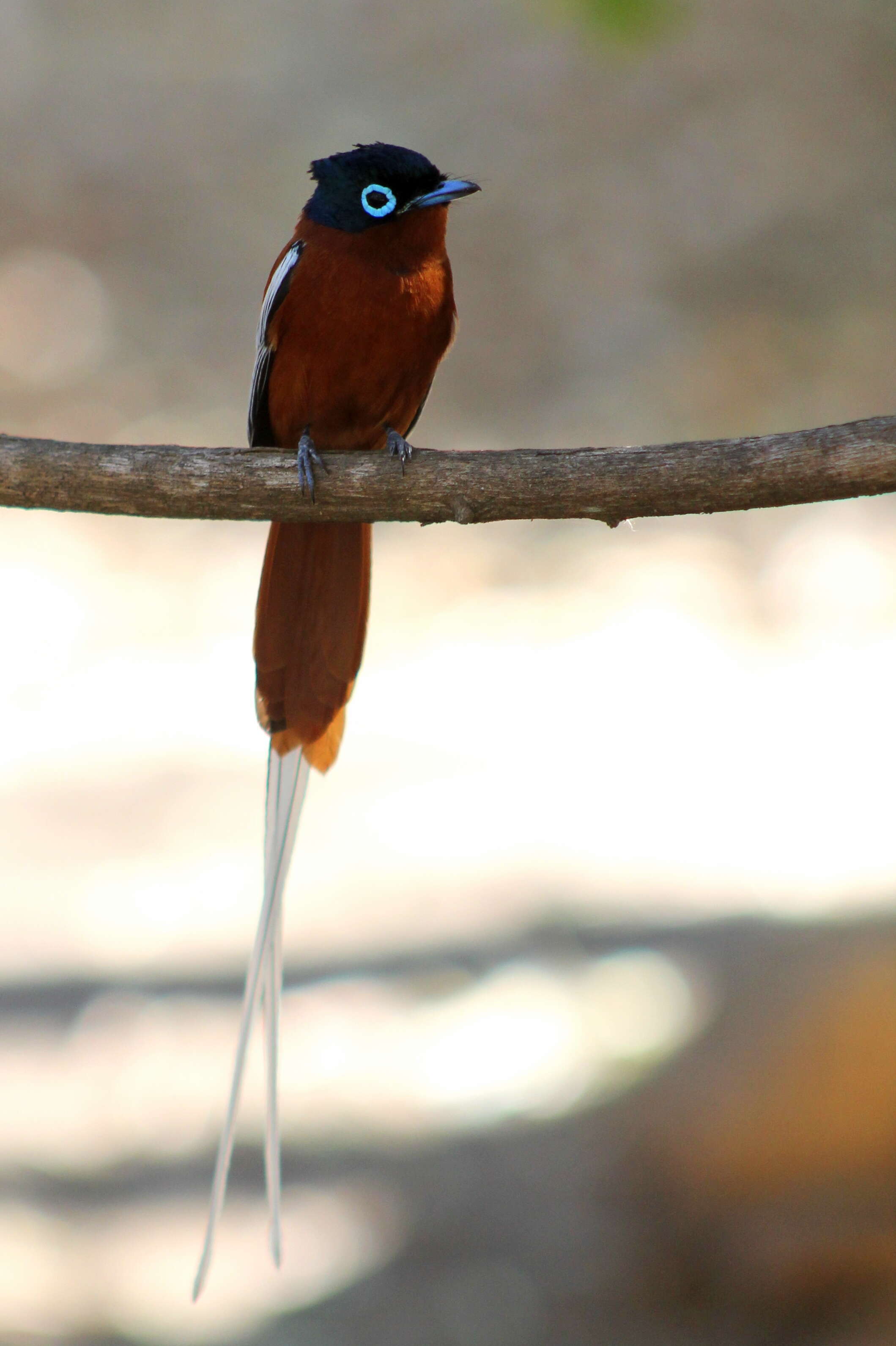 Image de Gobemouche paradis malgache