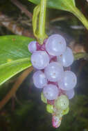 Image of Anthurium scandens subsp. scandens