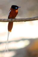 Image de Gobemouche paradis malgache