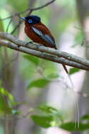 Image de Gobemouche paradis malgache