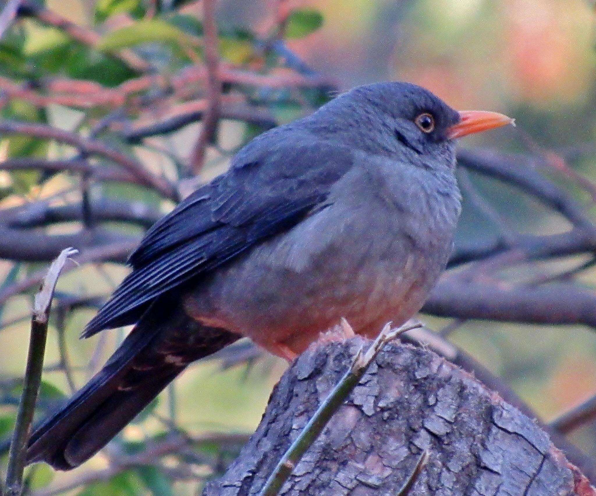 Image of Karoo Thrush