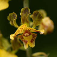 Plancia ëd Eulophia fridericii (Rchb. fil.) A. V. Hall