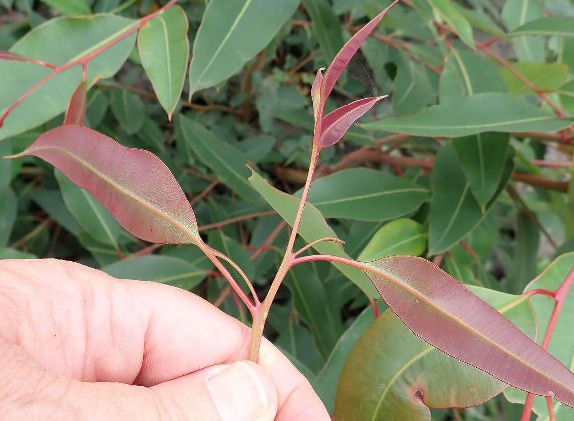 Imagem de Corymbia ficifolia (F. Müll.) K. D. Hill & L. A. S. Johnson