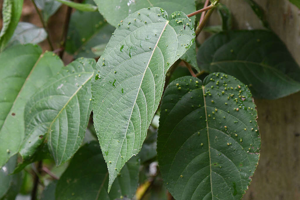 Image of Acalypha stricta Poepp.