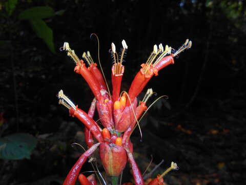 Image of Sanchezia pulchra Leonard