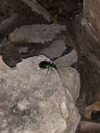 Слика од Calosoma (Calosoma) aurocinctum Chaudoir 1850