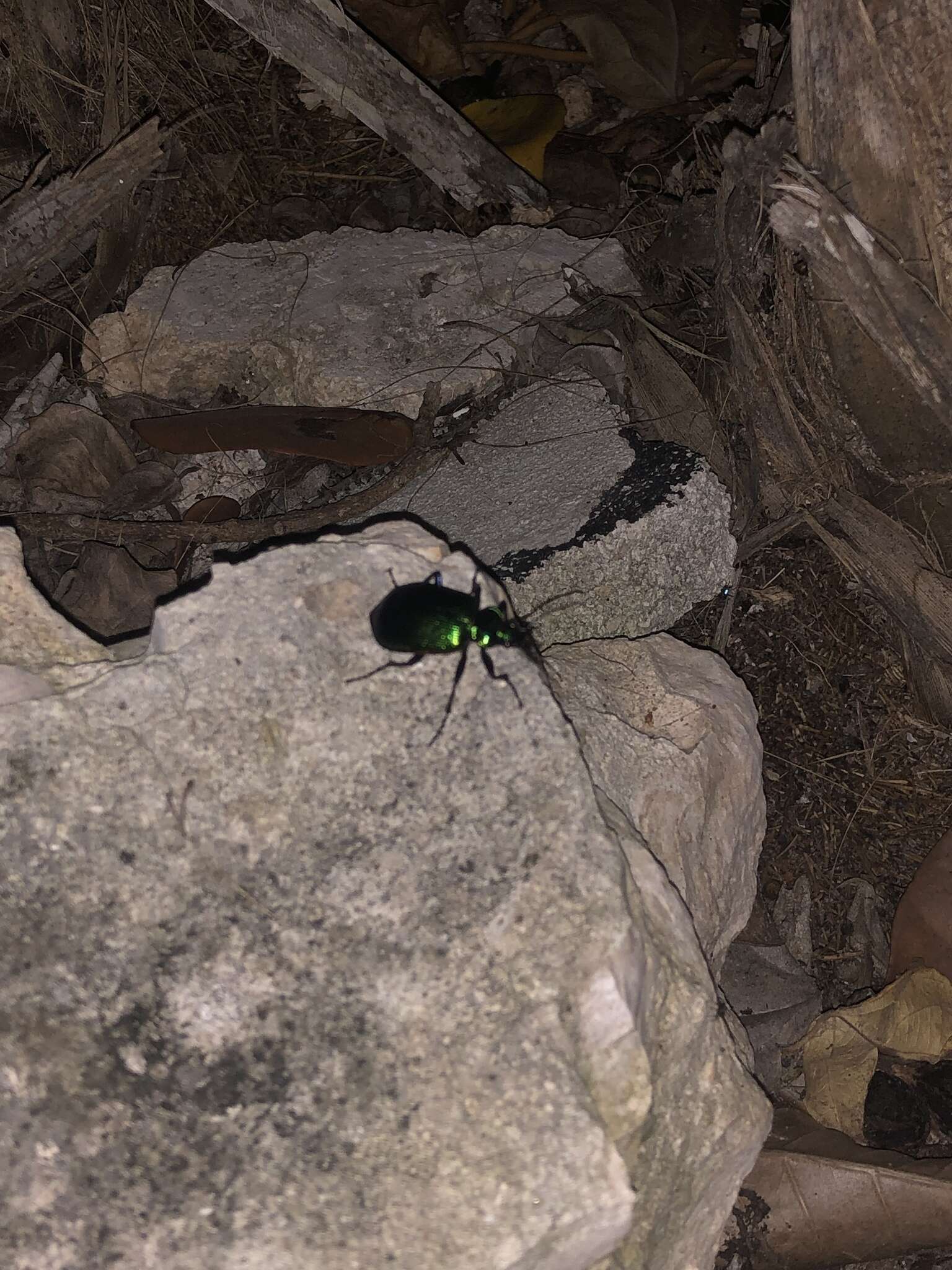 Слика од Calosoma (Calosoma) aurocinctum Chaudoir 1850