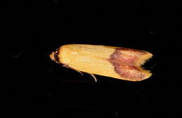 Image of Tachystola thiasotis Meyrick 1885