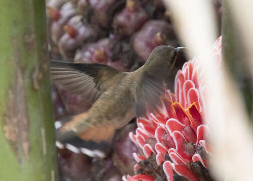 Image of Bronzy Hermit