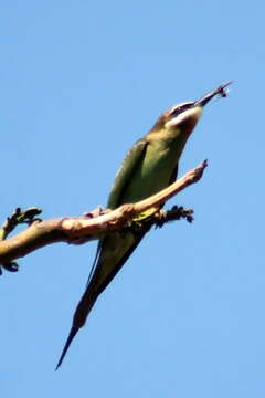 Image of Blue-cheeked Bee-eater