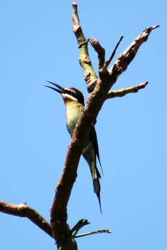 Image of Blue-cheeked Bee-eater