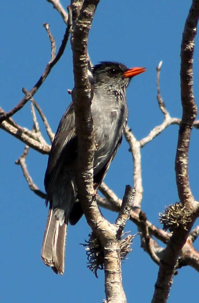 Image of Madagascar Black Bulbul