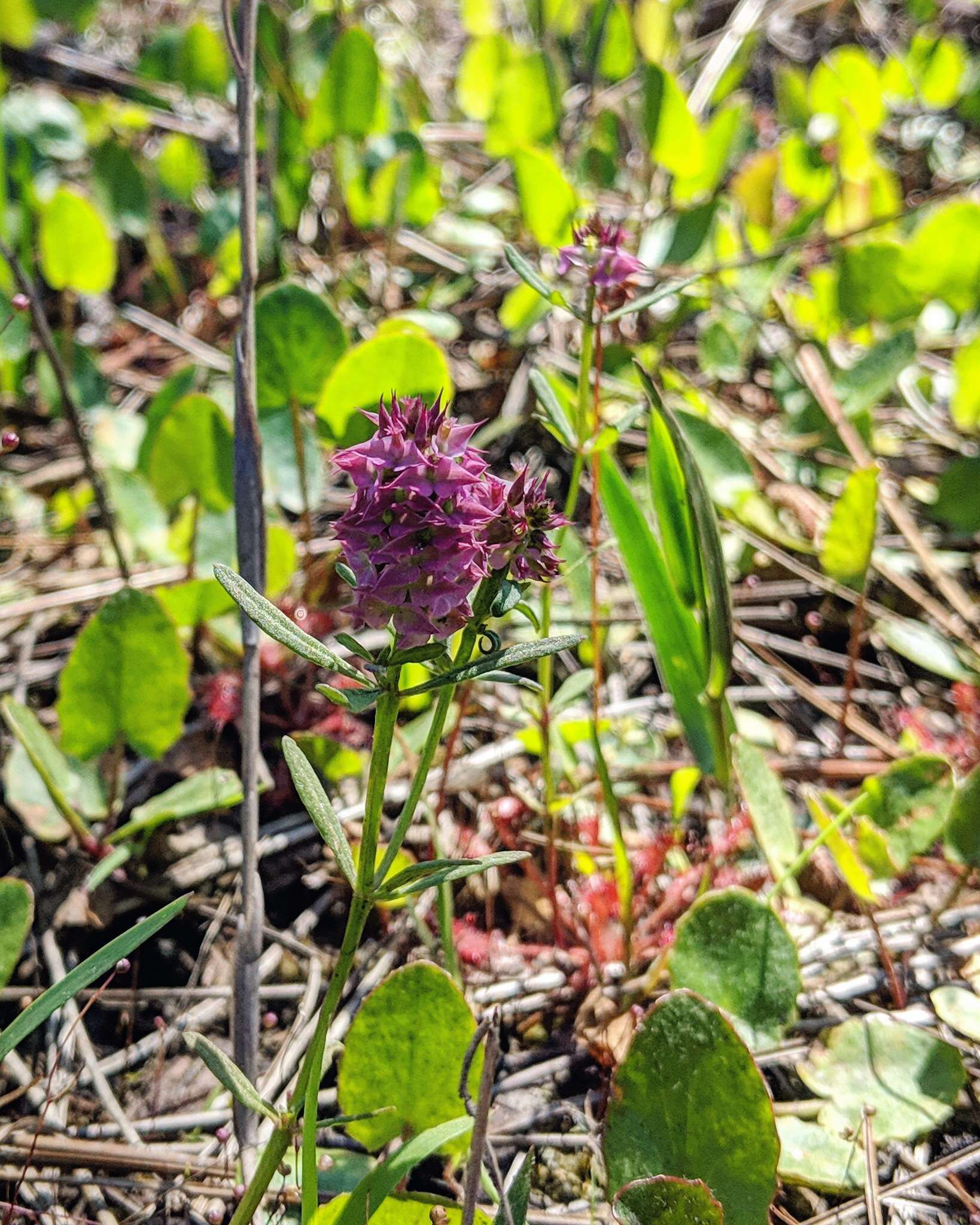 Plancia ëd Polygala cruciata L.