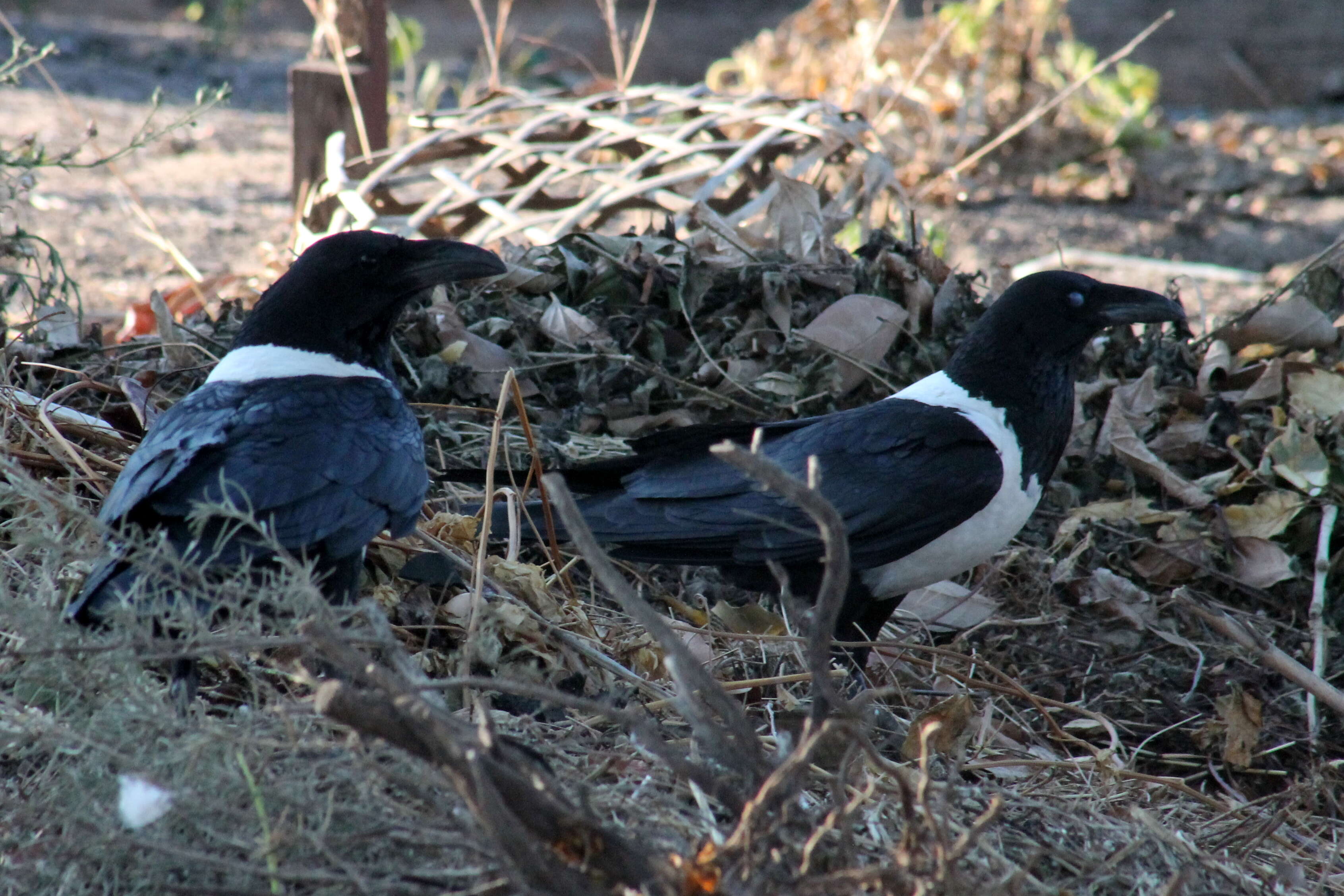 Image of Pied Crow