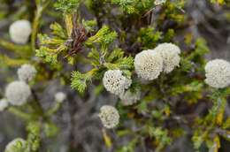 Image of Metalasia erectifolia Pillans