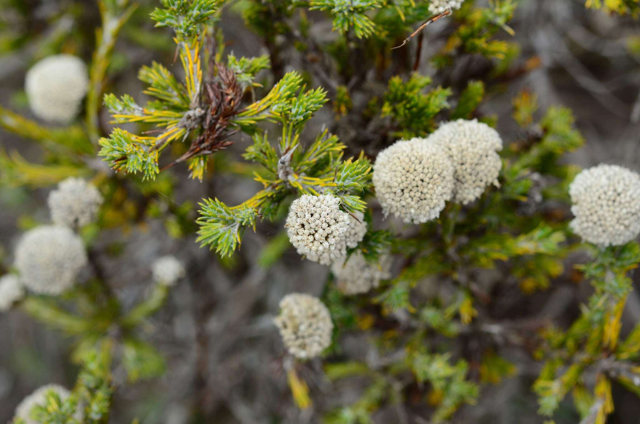 Image of Metalasia erectifolia Pillans