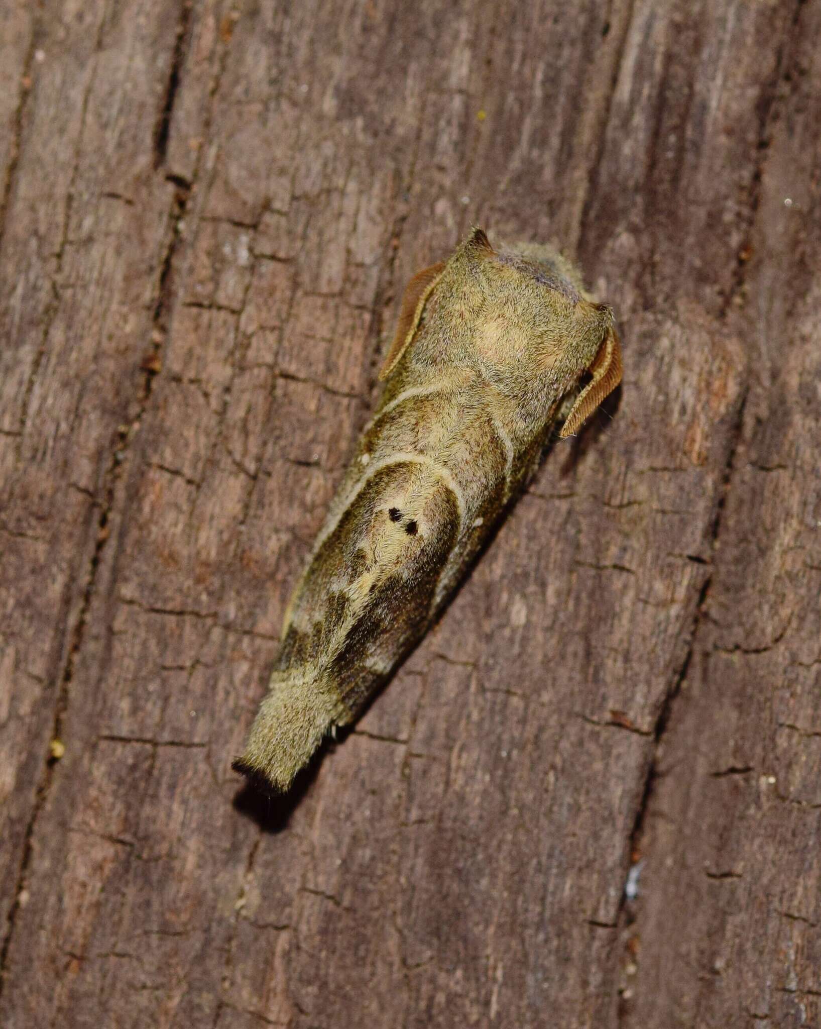 صورة Bombycopsis bipars Walker 1855