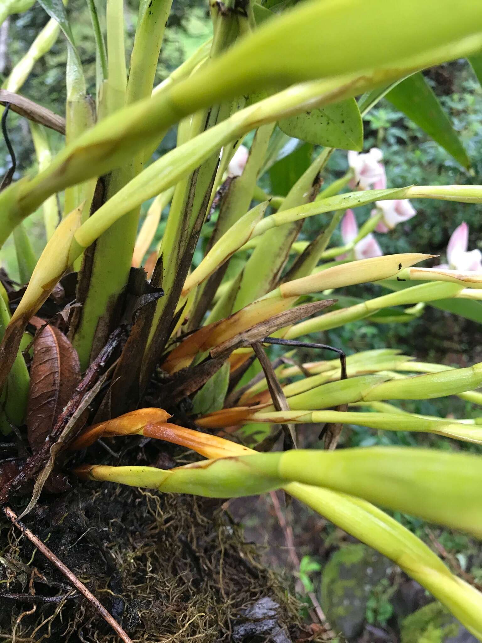 Imagem de Maxillaria huebschii Rchb. fil.