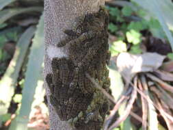 Image of Pink-spotted Swallowtail