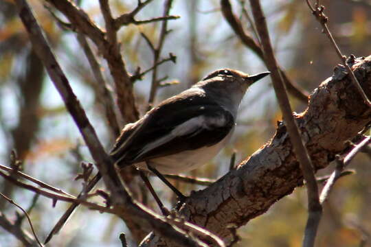 Image of Madagascan Magpie-Robin