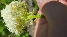 Plancia ëd Xerophyllum asphodeloides (L.) Nutt.