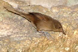 Image of Madagascar Brush-warbler