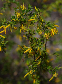 Image of Persoonia terminalis L. A. S. Johnson & P. H. Weston