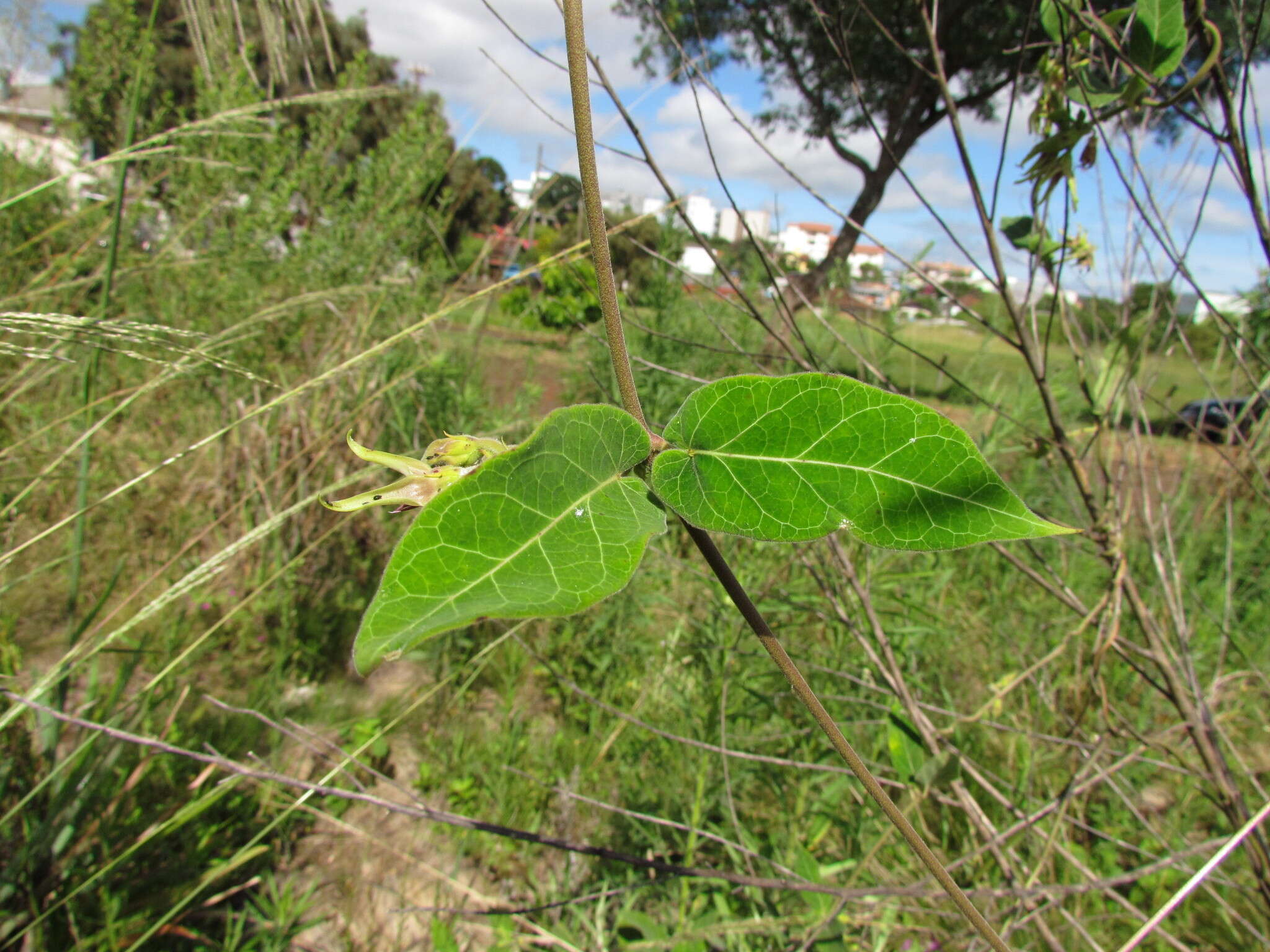 Image de Oxypetalum appendiculatum Mart.