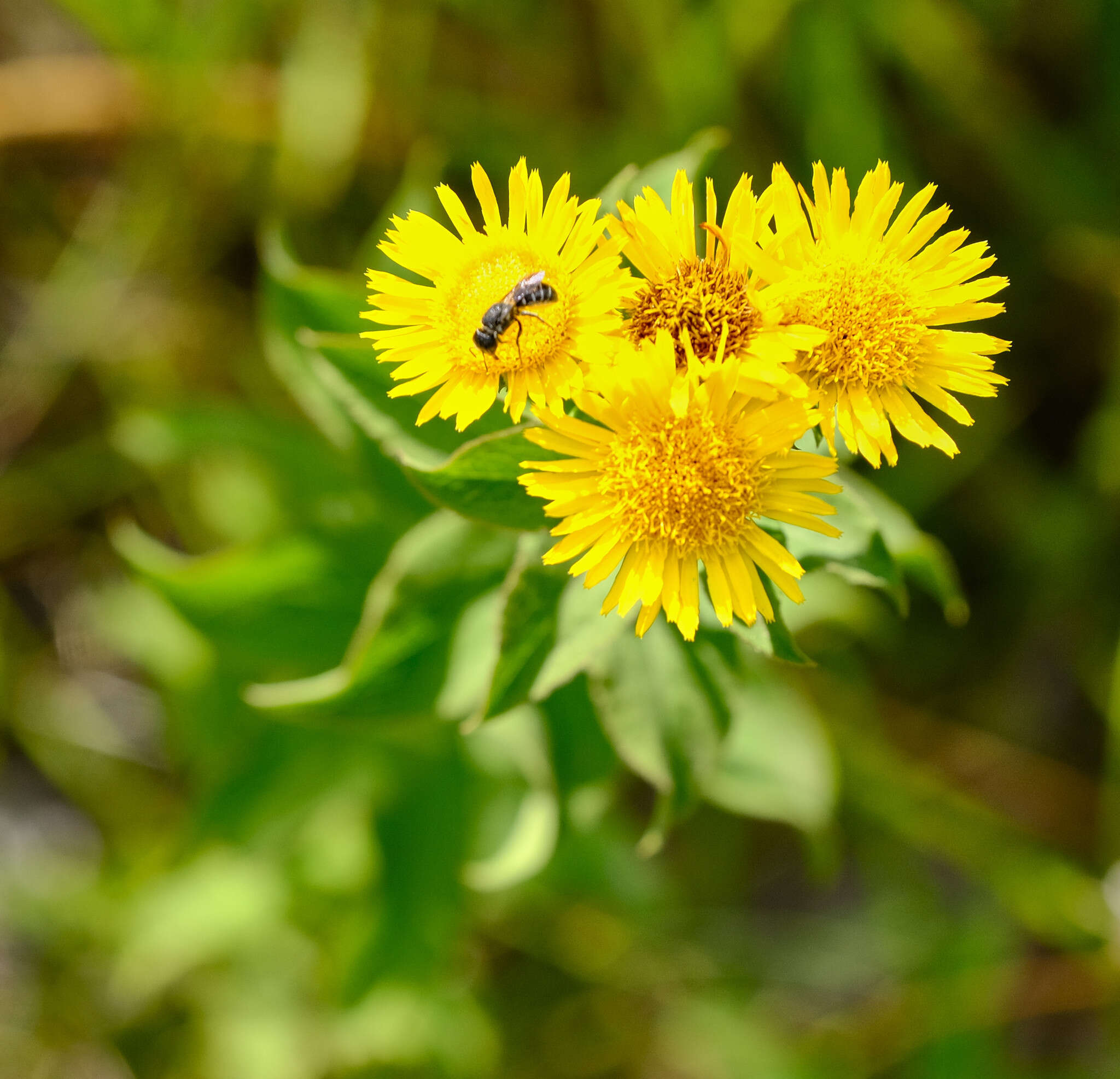 Imagem de Pentanema spiraeifolium (L.) D. Gut. Larr., Santos-Vicente, Anderb., E. Rico & M. M. Mart. Ort.