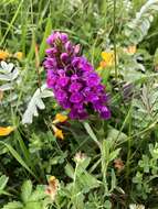 Image of Northern Marsh-orchid