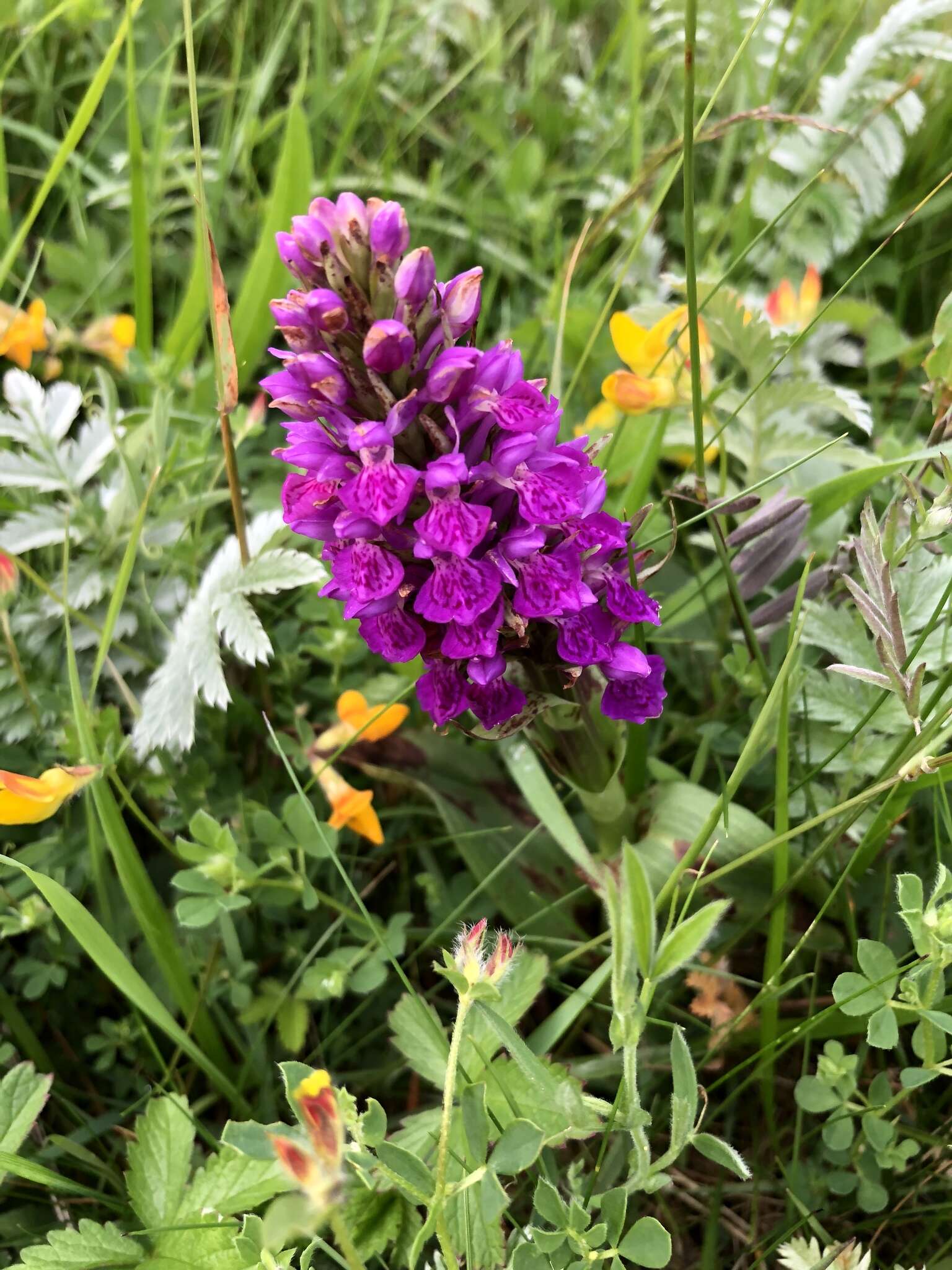 Image of Northern Marsh-orchid