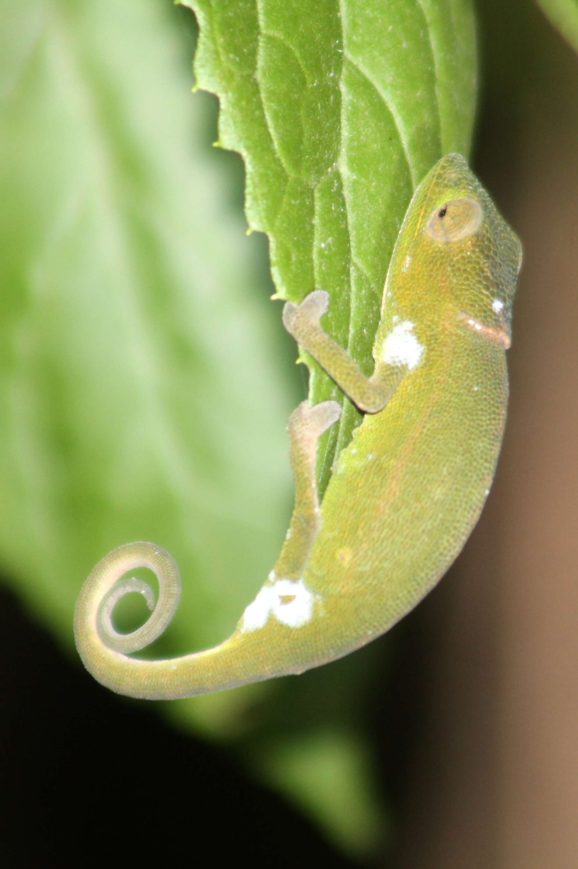 Image of Perinet chameleon