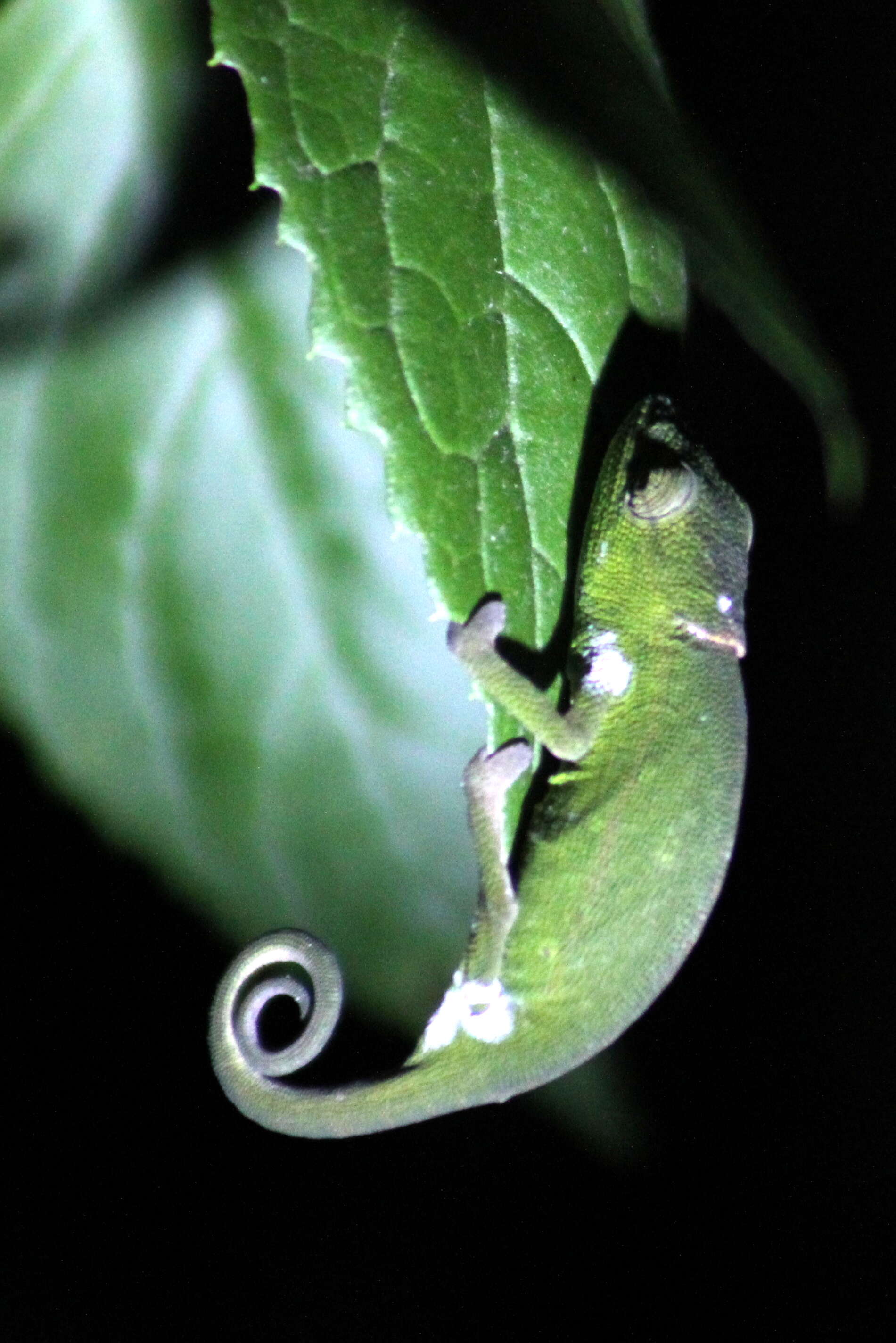 Image of Perinet chameleon