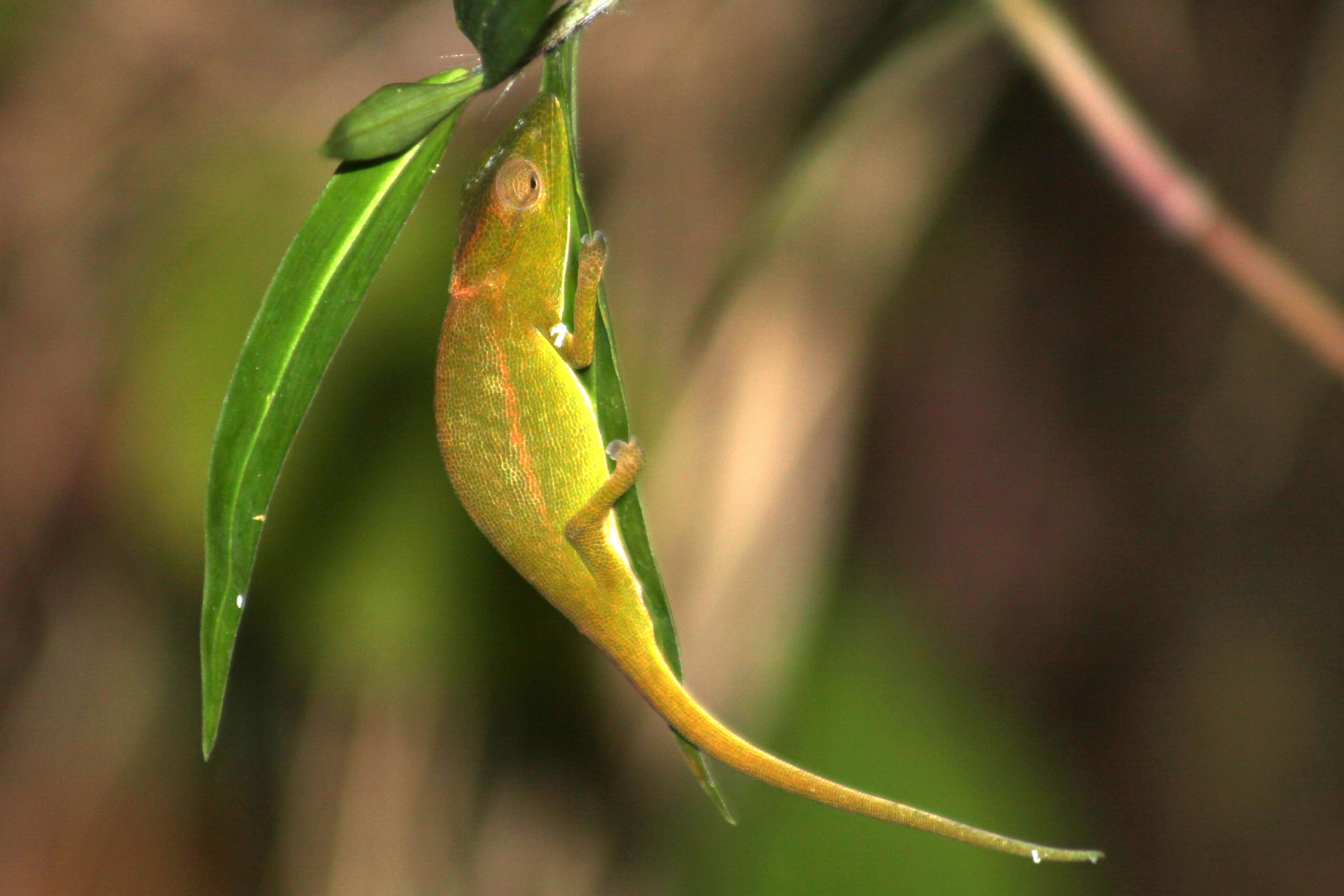 Image of Perinet chameleon