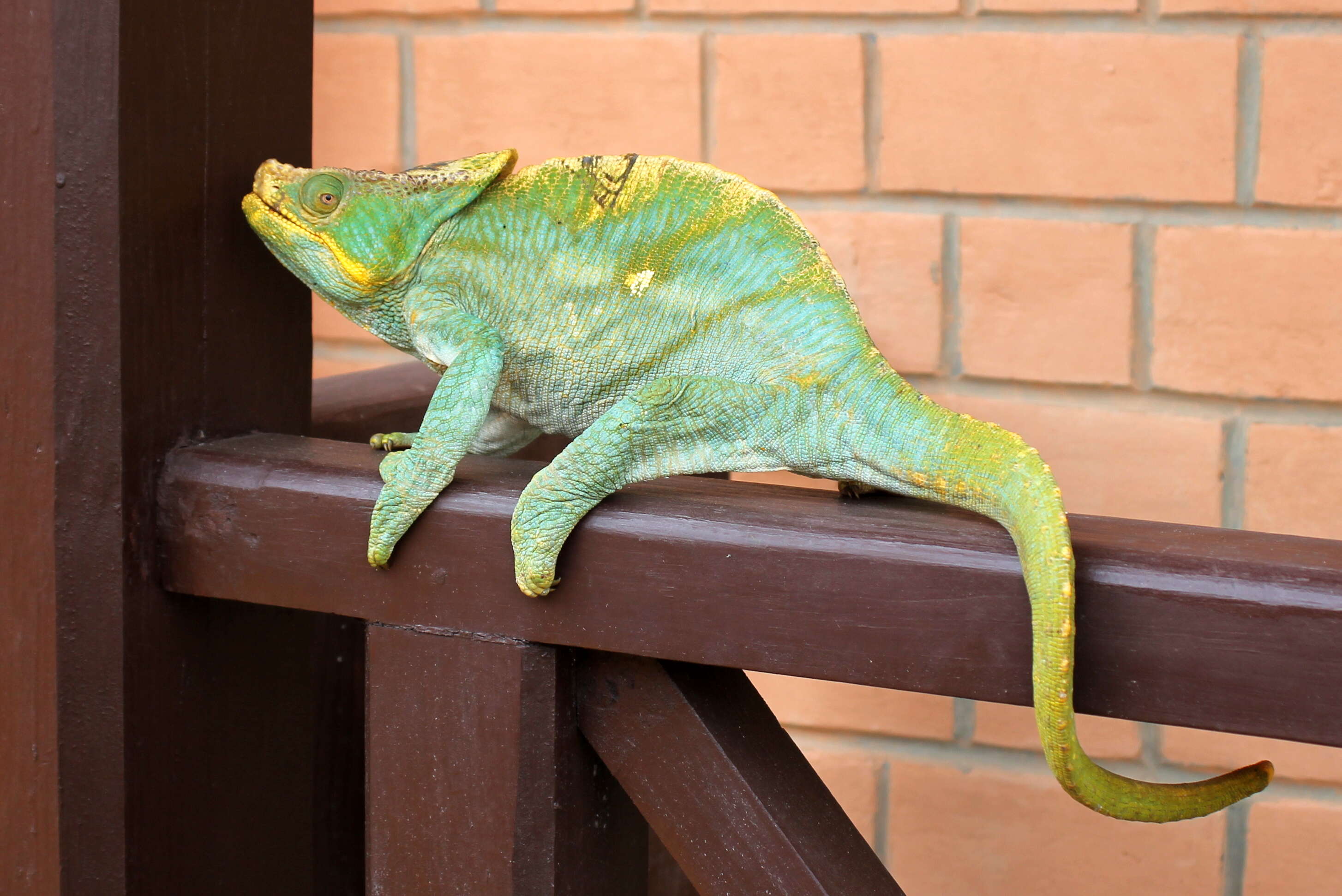 Image of Panther Chameleon